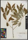 Foto von Salix amygdaloides Andersson